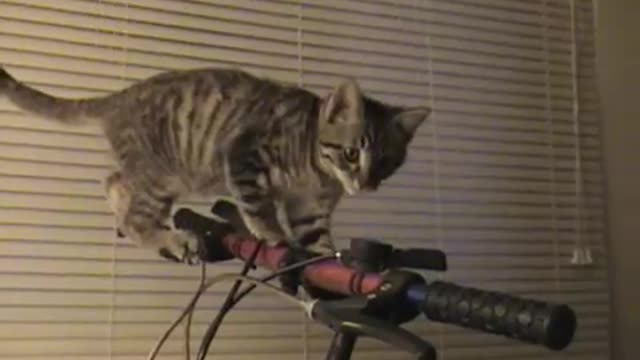 Collab copyright protection - kitten stands on handlebars