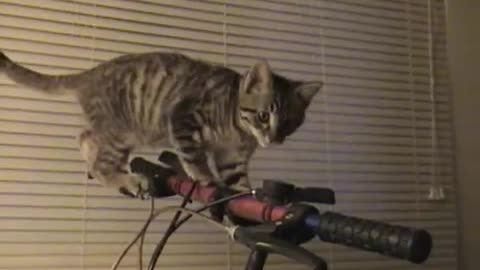 Collab copyright protection - kitten stands on handlebars