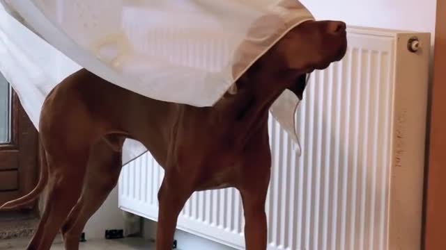 Intelligent dog prank videos