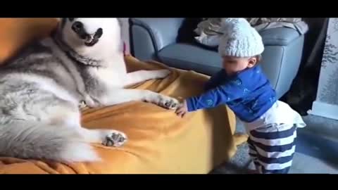 The friendly interaction between the big dog and the baby