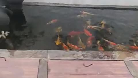 koi fish pond (15)