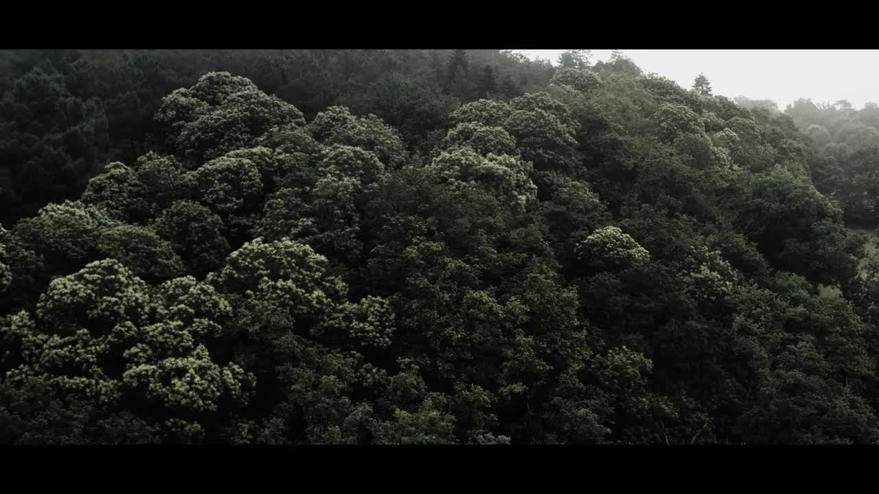 The Misty Forest / Cinematic Drone Footage