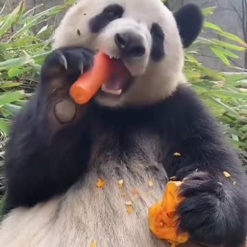 Chewing carrot by bear, its so cute