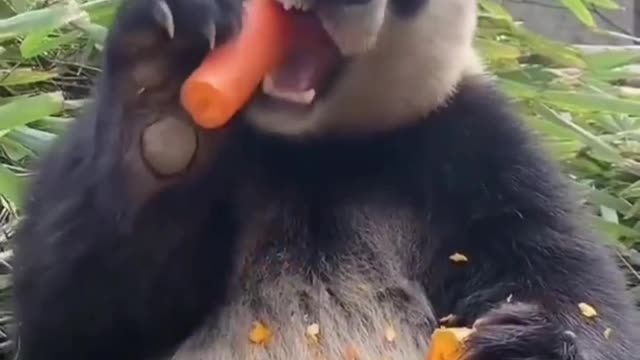 Chewing carrot by bear, its so cute