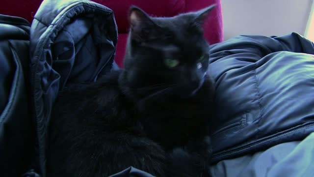 Black Cat sitting on Black Jacket