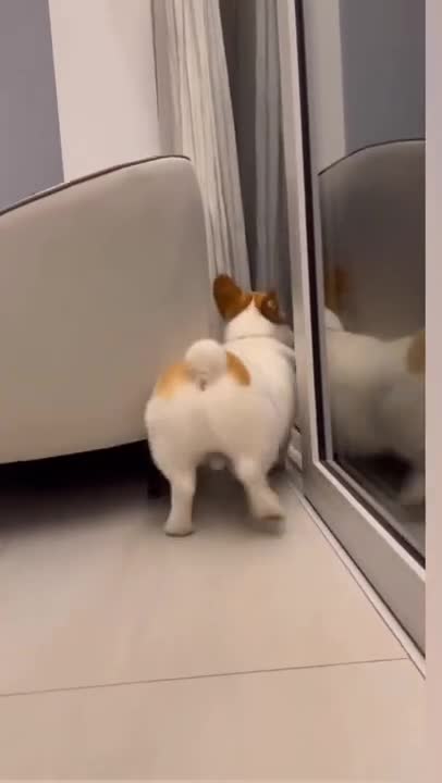 cute funny dog 🐩 funny moment in time for kids 😍🤣😭😭❤️😀😘😂😂#viral