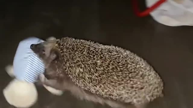 The hedgehog took my teddy bear