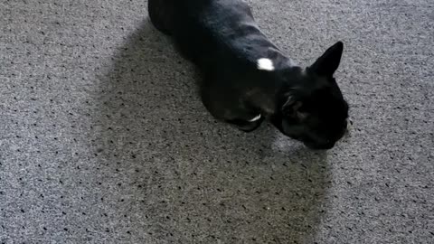 Silly dog plays with bite of peach