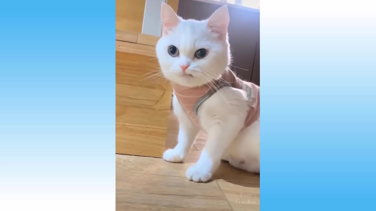 cutest pets .funny reaction