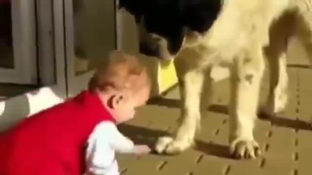 just for laugh(dog funny videos)