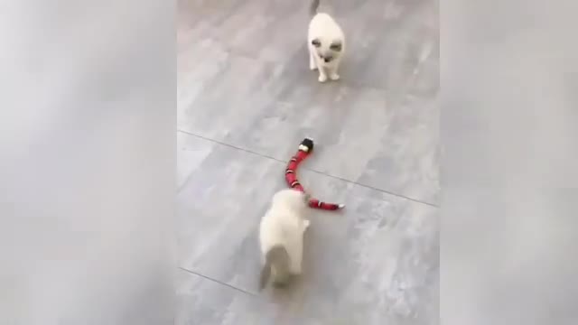 Cat Funny Video 2022 - Cat Best Funny Moments