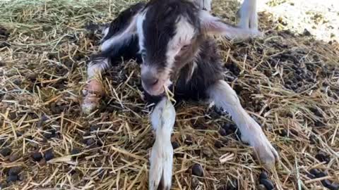 Kid (baby goat)