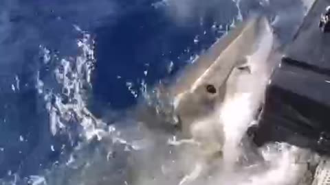 Shark