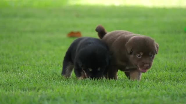 ||cute puppies|| running in the park