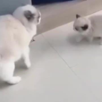 .Cute Cats😻😻😸😸😸#shorts #funnycats #animalsshorts