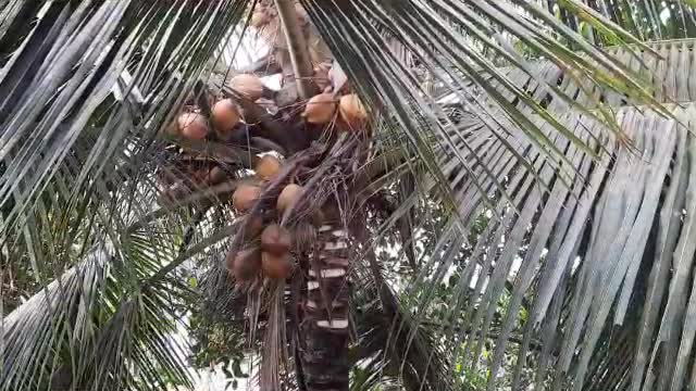 Kitchen Garden Hack