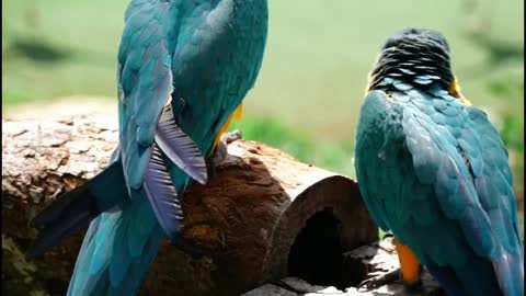 Jangal bards