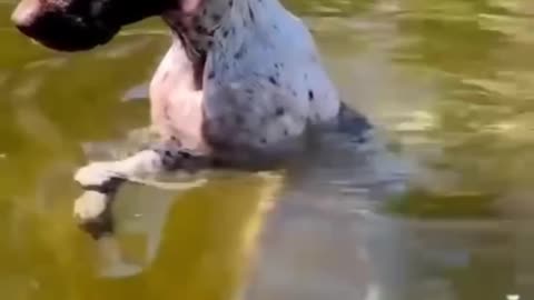 Surfing dog isn't waiting for anyone