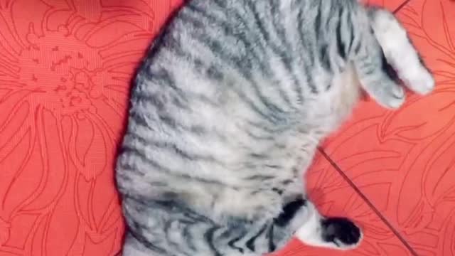 Lazy fat cat