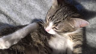 Small Cat Grooms Himself Carefully