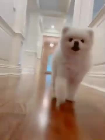 20210529文贵先生GETTR³：尊敬的战友们好，应很多战友要求发一个Snow的视频！