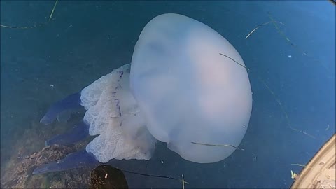 where do jellyfish live