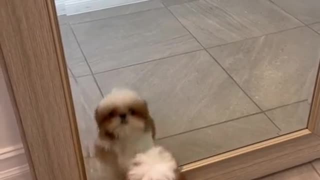 Puppy came across a mirror and saw himself for the first time in the mirror