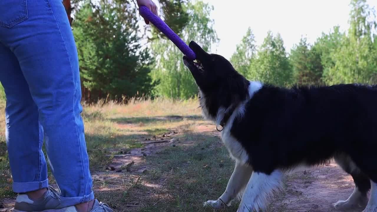 Big trained dog gritting its teeth on a toy and pulling back with force