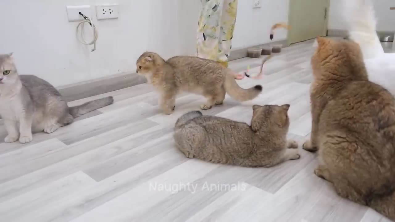 Funny Cat Video #1