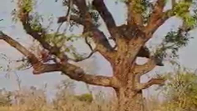 hyena grabs hold of this leopard's meal and gets hoisted up the tree