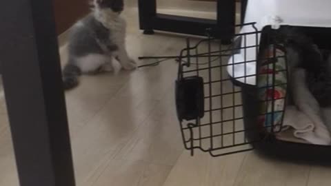 A cat playing with toys and fingers.