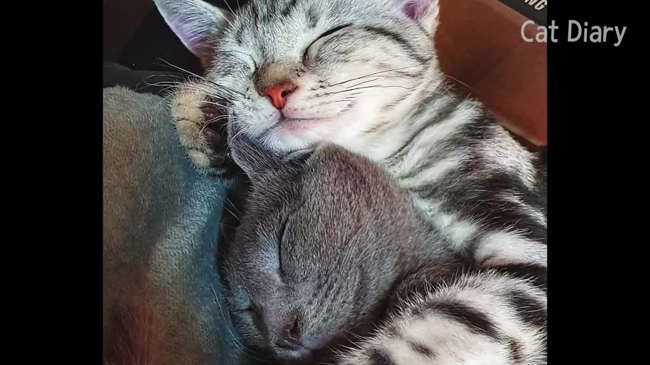 American Shorthair VS Russian Blue - a kitten Fight Story