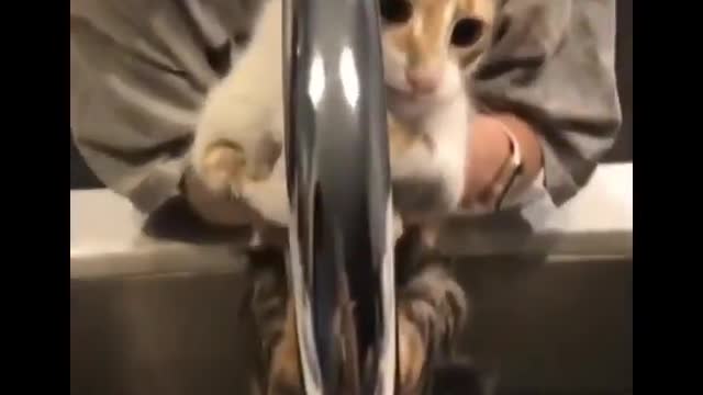 Baby Cats the Cute and Funny Cat Videos Compilation