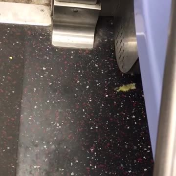 Green worm crawling on subway floor