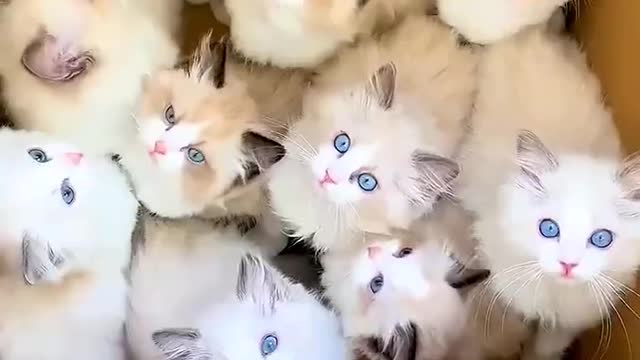 not picky cat #we met#cute pet