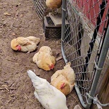 OMC! Whitey says hello to the happy little flock as she passes them by! #whitey #flock #hens #shorts