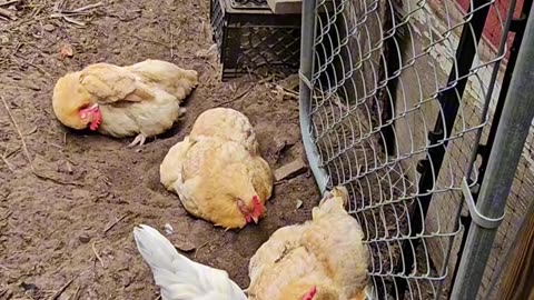 OMC! Whitey says hello to the happy little flock as she passes them by! #whitey #flock #hens #shorts