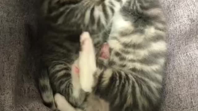 kitten siblings playing