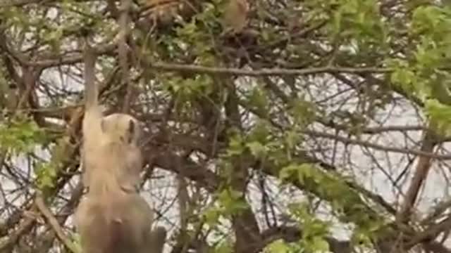 Tiger Attack Monkey On Tree ! Animals Video ! Wild Animals ! Monkey Video ! Tiger Video