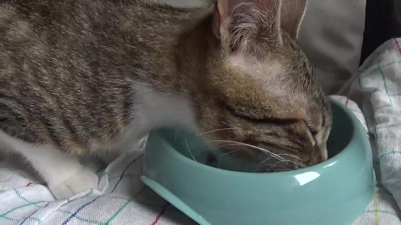 A Very Hungry Little Cat