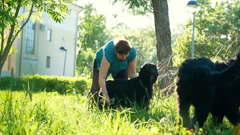 Two dogs and their mistress, a woman combs the hair of one dog, another dog running on the grass