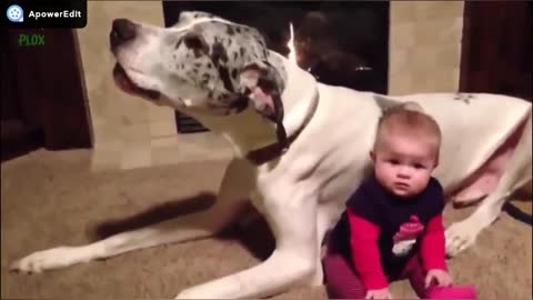 Funny baby funny cat funny dog