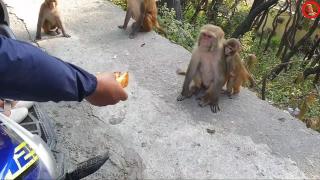 Feeding A Group Of Monkeys Bakery Cake Bread। 🍞