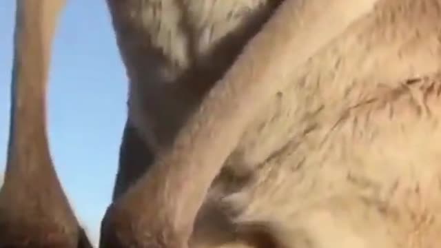 Funny Kangaroo in pouch cute and funny animals