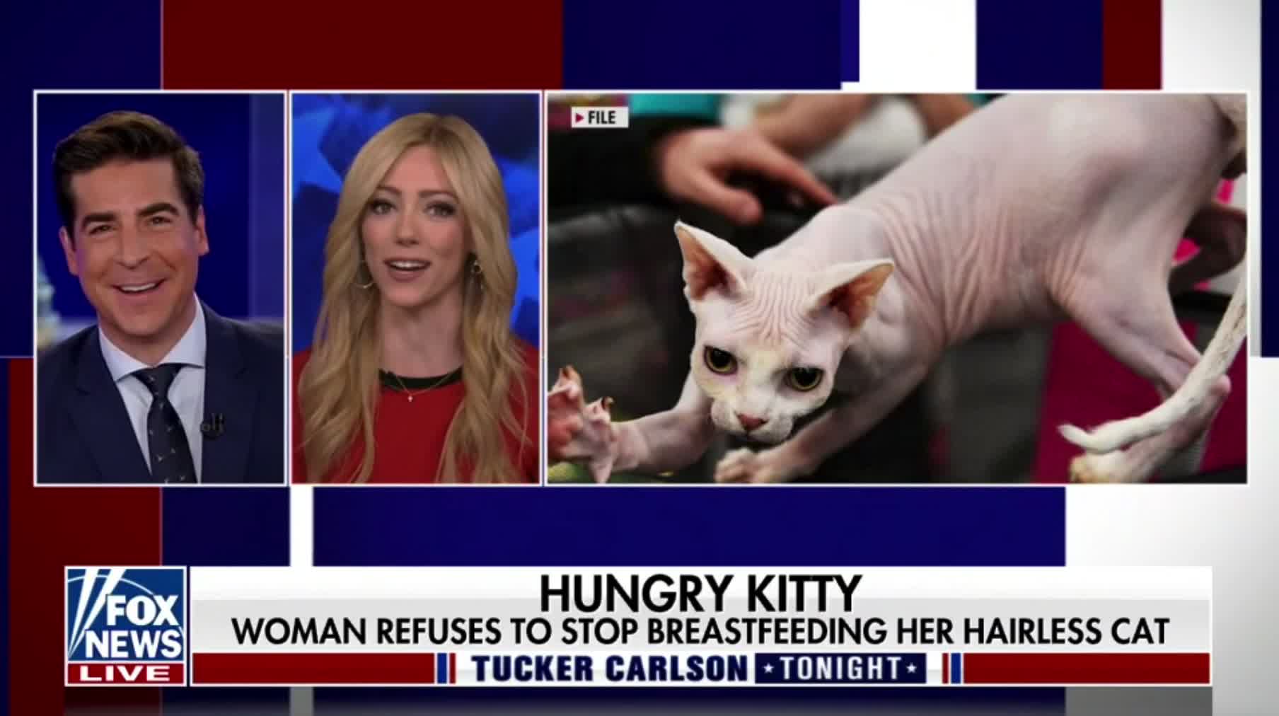 Fox News' Abby Hornacek and Jesse Watters follow up on the story about a woman who was caught breastfeeding a cat on a Delta flight