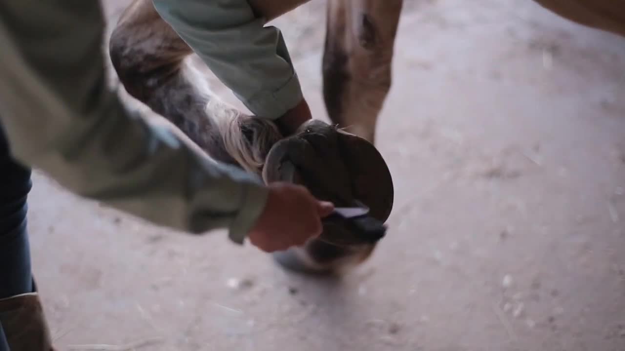 A close-up of a female cleaning the horse hoof with a special brush
