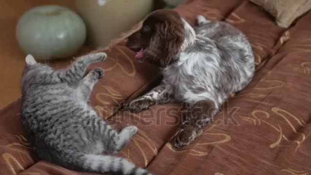 Dog and cat trying to disturbing each other