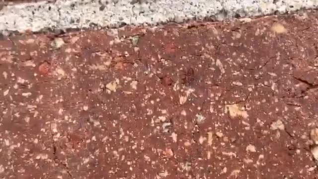 Bat on Bricks Gets Back Rub