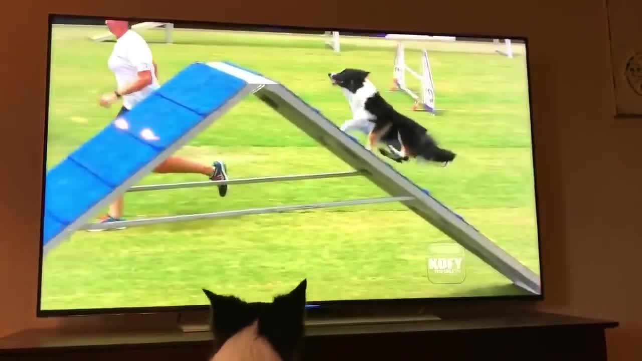 Border Collie enthusiastically watches herself win agility competition on TV