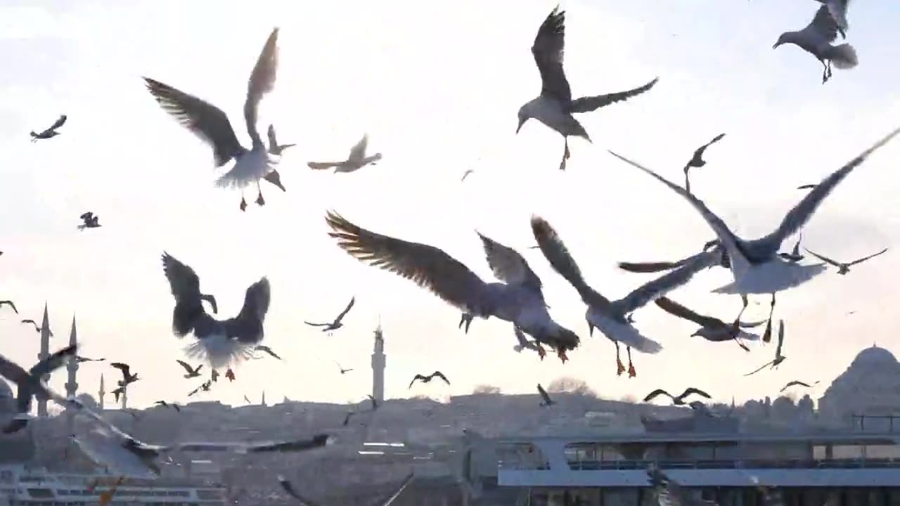 #birds #forest in very important my delay life